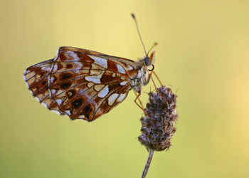 Magerrasen-Perlmuttfalter (Boloria dia) - © Barbara Marktl